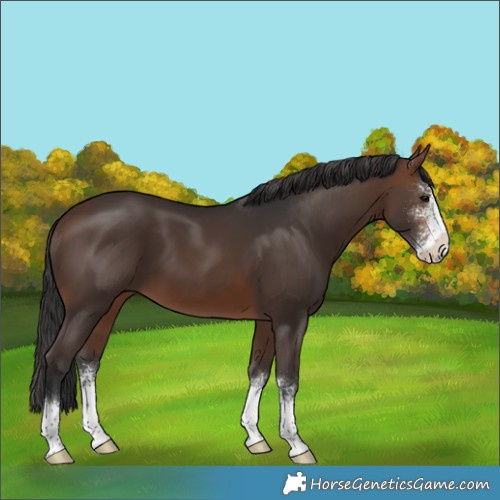 Horse Color:Brown Sabino 