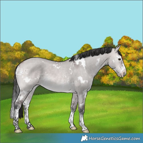 Horse Color:Platinum White Spotted Bay Dun Sabino
