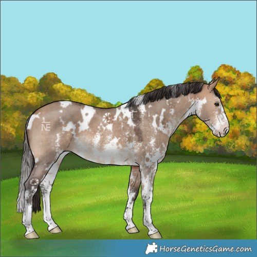 Horse Color:White Spotted Bay Dun Sabino