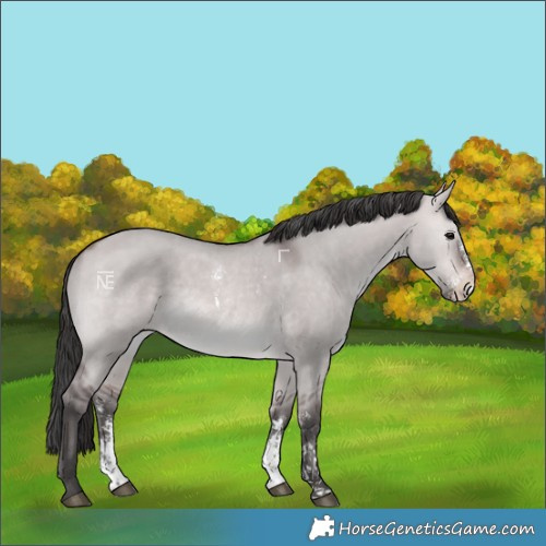 Horse Color:Platinum Bay Dun Sabino