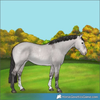 Horse Color:Platinum Bay Dun Sabino 