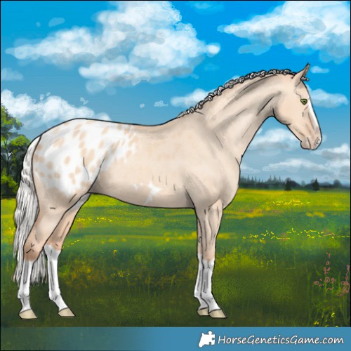 Horse Color:Silver Classic Champagne Dun Splash Frame Appaloosa 