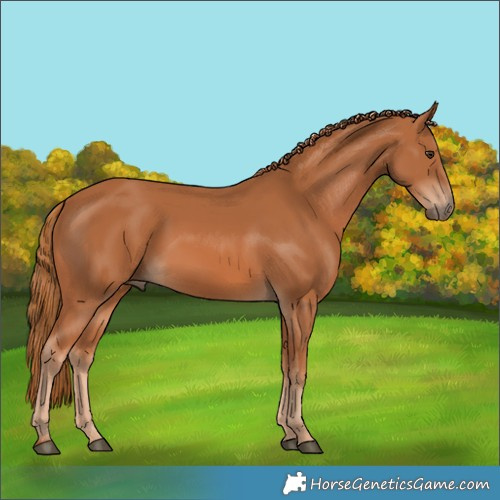 Horse Color:Chestnut 