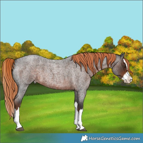 Horse Color:Liver Red Roan Splash