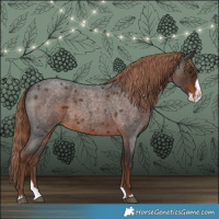 Horse Color:Liver Red Roan Splash 