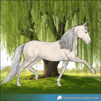 Horse Color:Cremello Splash  and Cremello Splash 