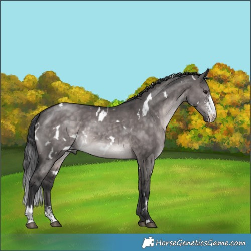 Horse Color:Platinum White Spotted Brown Dun Sabino