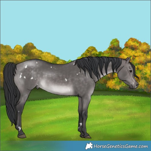 Horse Color:Platinum White Spotted Brown Dun Rabicano