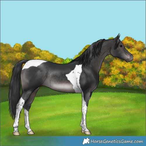 Horse Color:Platinum Brown Tobiano Rabicano 