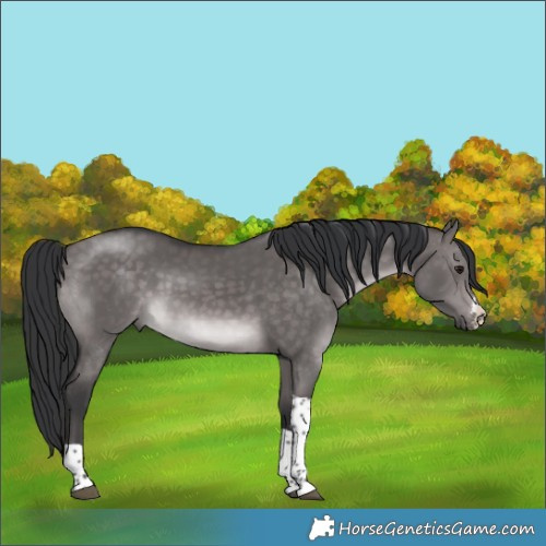 Horse Color:Platinum Brown Dun Sabino Tobiano 