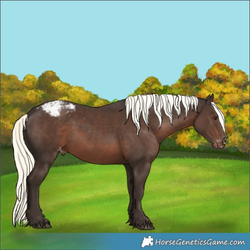 Horse Color:Liver Chestnut Mushroom Appaloosa 