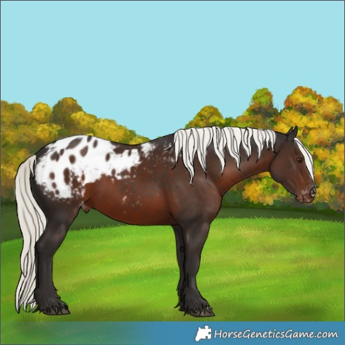 Horse Color:Liver Chestnut Mushroom Appaloosa 