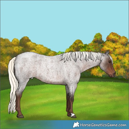 Horse Color:Liver Red Roan Mushroom 