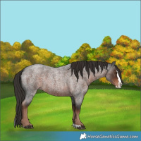 Horse Color:Liver Red Roan Splash 