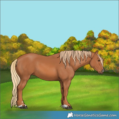 Horse Color:Chestnut 