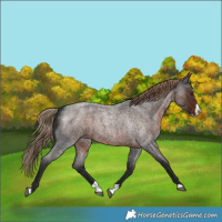 Horse Color:Liver Red Roan Splash