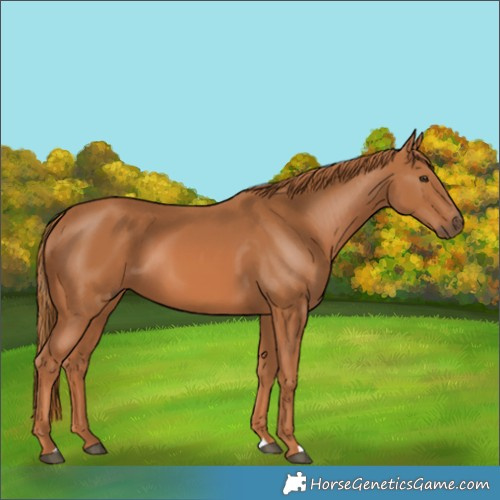 Horse Color:Chestnut 