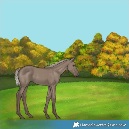 Horse Color:Silver Grullo 