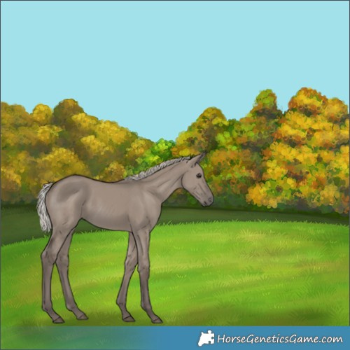 Horse Color:Silver Grullo 