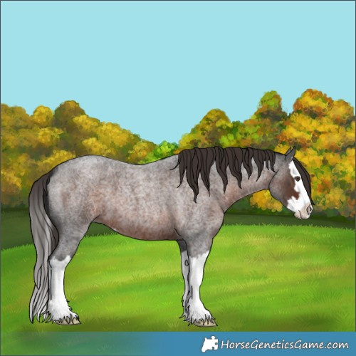 Horse Color:Liver Red Roan Splash 