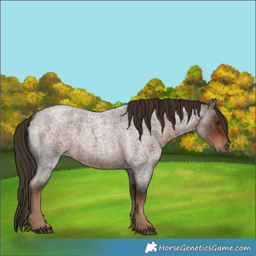 Horse Color:Liver Red Roan 