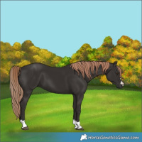 Horse Color:Liver Chestnut 