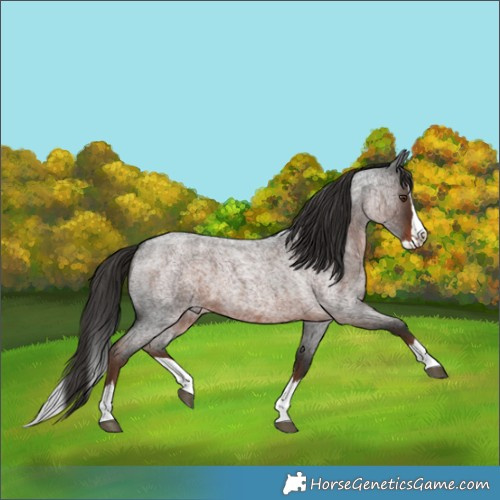 Horse Color:Unknown 