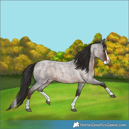 Horse Color:Liver Red Roan Splash