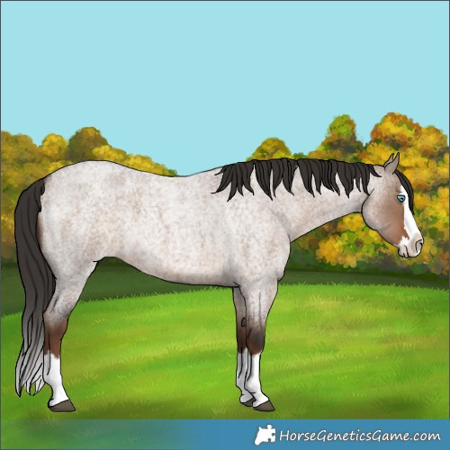Horse Color:Liver Red Dun Roan Splash 