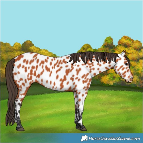 Horse Color:Unknown 