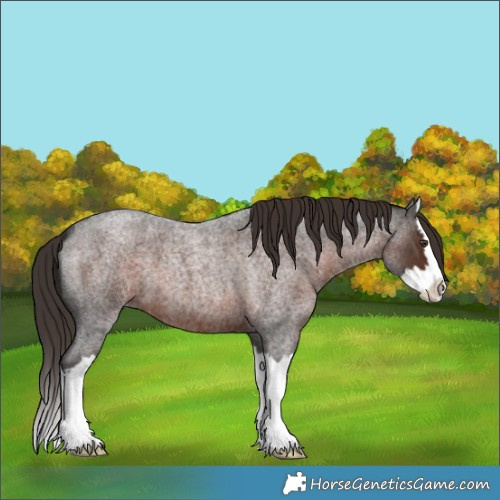 Horse Color:Liver Red Roan Splash 