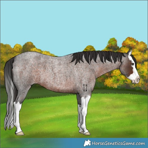 Horse Color:Liver Red Roan Splash