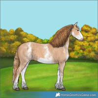 Horse Color:White Spotted Chestnut Sabino Frame 