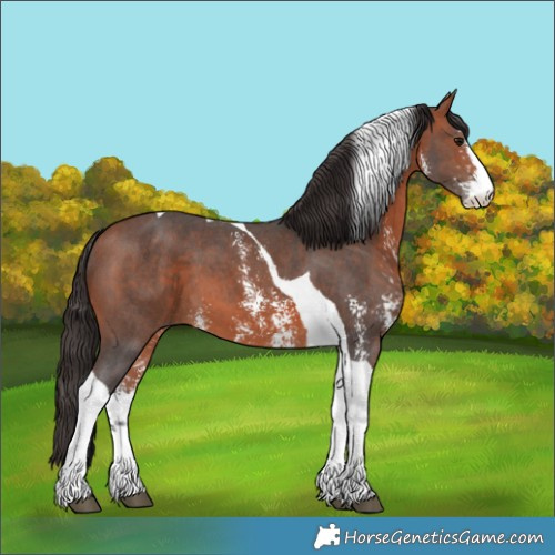 Horse Color:Bay Sabino Tobiano 