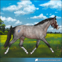 Horse Color:Liver Red Roan Splash