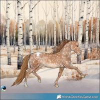 Horse Color:Chestnut Appaloosa
