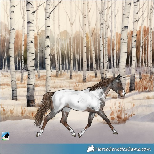 Horse Color:Liver Red Roan Appaloosa 