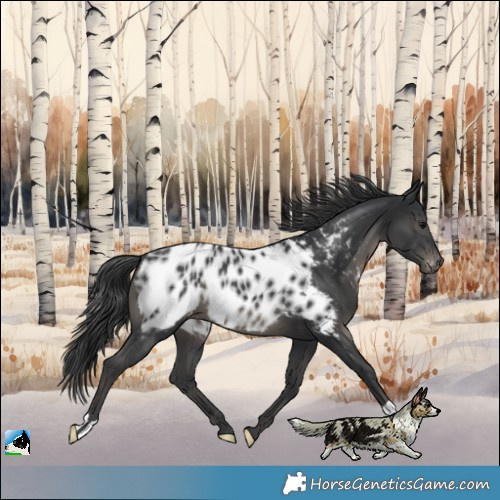 Horse Color:Black Near Leopard 