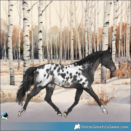 Horse Color:Black Appaloosa 