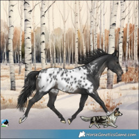Horse Color:Black Near Leopard