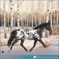 Horse Color:Black Appaloosa 