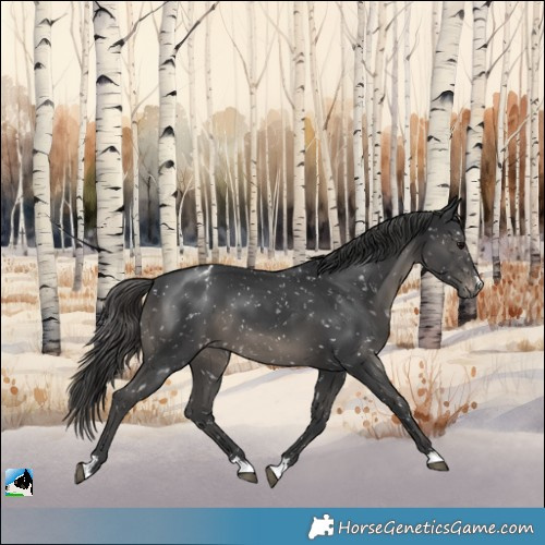 Horse Color:Black Mushroom Appaloosa 