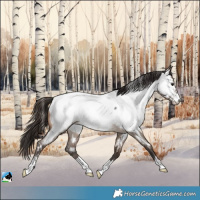 Horse Color:Brown Roan Dun Appaloosa 