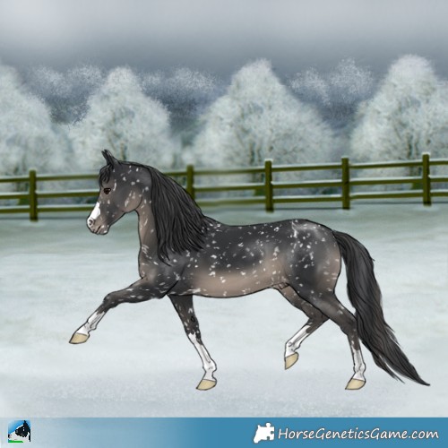 Horse Color:Black Appaloosa
