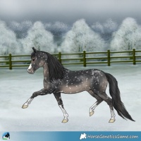 Horse Color:Black Appaloosa
