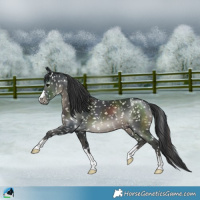 Horse Color:Black Snowflake Varnish