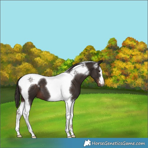 Horse Color:Liver Chestnut Tobiano