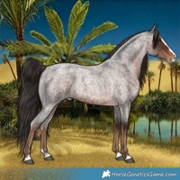 Horse Color:Liver Red Roan Splash 