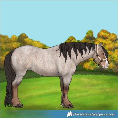 Horse Color:Liver Red Dun Roan Splash 