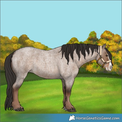 Horse Color:Liver Red Dun Roan Splash 